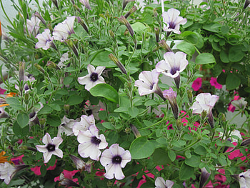 Flowers day at the greenhouse 10, purple, white, graphy, green, Flowers, Petunias HD wallpaper