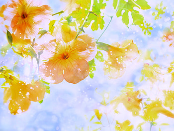 Light and breezes, sunny, leaves, yellow, green, spring, orange, gold HD wallpaper