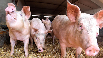 Crisis in pig industry, High costs in farming, Skills shortages, Impact on pig farming HD wallpaper