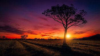 Sunset in a field, clouds, landscape, sky, tree, colors HD wallpaper
