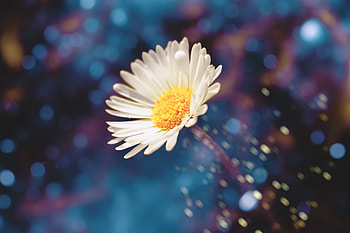 Daisy, bokeh, bloom, portrait HD wallpaper