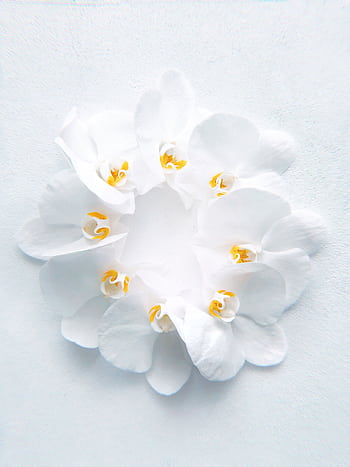 Elegant white orchid flower with delicate petals against a soft background. Perfect for minimalistic decor. HD phone wallpaper