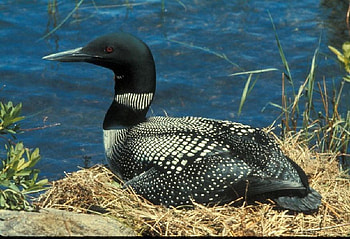 Loon Bird, loon, beautiful, bird HD wallpaper