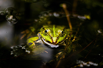Frog , Vibrant colours, Striking patterns, beauty HD wallpaper