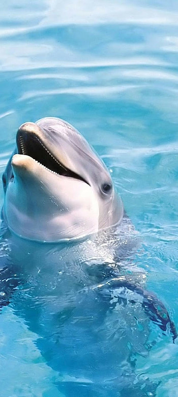Cute and playful dolphins, Vibrant underwater scenes, Dive into your screen, Stunning HD phone wallpaper