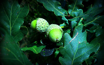 English oak, Acorns HD wallpaper