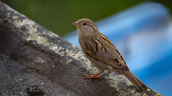 Sparrow , High-resolution avian , bird background, Vibrant bird graphy HD wallpaper