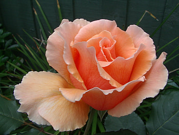 Apricot Rose, rose, just, apricot, joey HD wallpaper