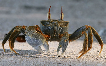 Animals, Sand, Crab, Claws HD wallpaper