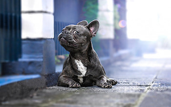 French Bulldog, Pets HD wallpaper