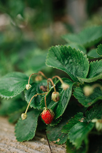 Food, Strawberry, Grass, Leaves, Macro, Berry, Wild Strawberries HD phone wallpaper