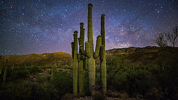 Milky Way over Saguaros, desert, sky, milky way, saguaros HD wallpaper