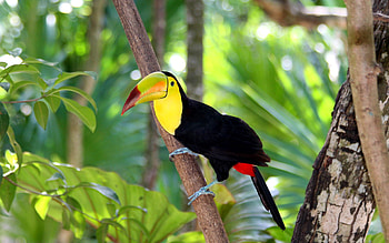 Toucan Bird Forest, toucans, birds, forest HD wallpaper