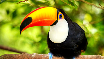 background , Toucan's beauty, Tropical paradise, Stunning colors HD wallpaper