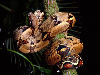 Animals, Branch, Color, Snake, Wriggle, Meander HD wallpaper