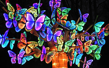Butterfly Art, design, graphy, art, butterfly HD wallpaper