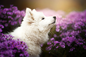 Samoyed, summer, purple, dog, white, flower, vara, caine HD wallpaper