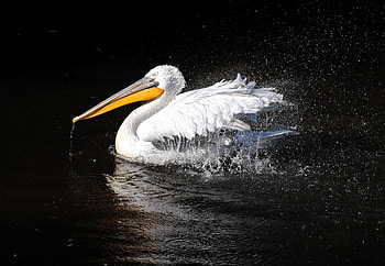 Animals, Bird, Beak, Spray, Black Background, To Swim, Swim, Pelican HD wallpaper
