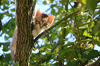 Funny, Animals, Wood, Cat, Kitty, Kitten, Tree, Nice, Sweetheart HD wallpaper