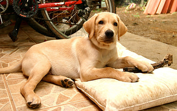 Animals, Dogs HD wallpaper