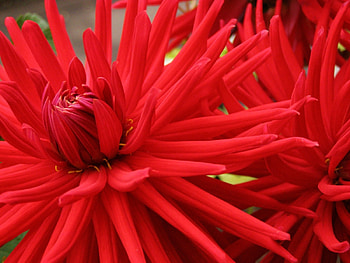 Plants, Flowers HD wallpaper