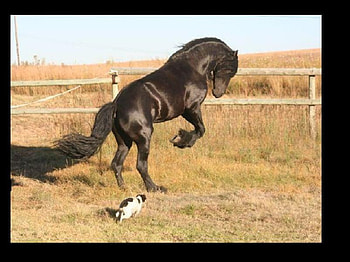 Erwin feeling frisky, dog, friesian, horse, erwin, beautiful, wild, frisky, horses, stallion, perdeprag HD wallpaper