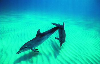Animals, Dolfins HD wallpaper
