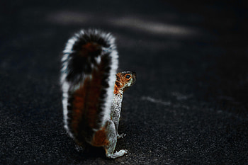 Animals, Squirrel, Fluffy, Brown, Animal, Tail HD wallpaper