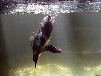 Animals, Water, Pinguins HD wallpaper