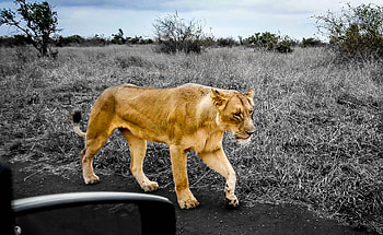 African Lion r, lion, animals, r HD wallpaper