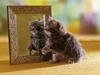 Animals, Cats HD wallpaper