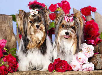 York terrier puppies, sweet, roses, dogs, puppies, cute, york, terriers, flowers, adorable, friends HD wallpaper