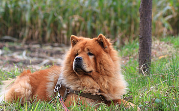 Chow Chow dogs on grass, Adorable animals, Nature surroundings HD wallpaper
