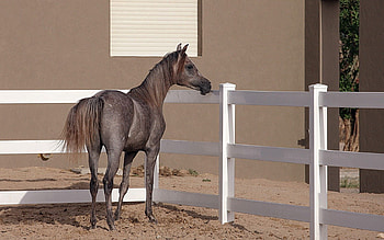 Animals, Background, Fence, Horse, Corral HD wallpaper