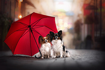 Couple, Papillon Dog HD wallpaper