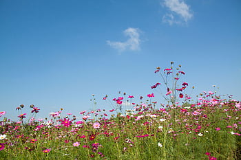 Vibrant wildflowers blooming in a meadow against a clear blue sky, capturing the essence of spring. HD wallpaper