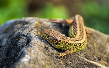 Animals, Rock, Eyes, Stone, Lizard, Claws, Heat, Warmth HD wallpaper
