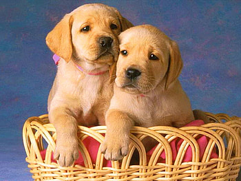 Two to love, golden, basket, two, pups, labs HD wallpaper