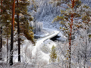 Winter is coming, winter, snowy, snow, road, coming, forest, near HD wallpaper