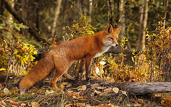 Fox, animal, nature, forest HD wallpaper
