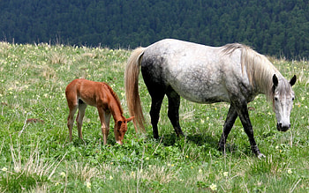 Animals, Food, Grass, Young, Field, Stroll, Joey, Horse, Stallion HD wallpaper