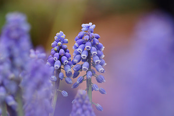 Nature, Flowers, Macro, Focus, Muscari, Muskari HD wallpaper