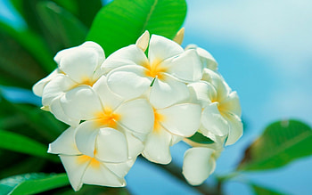 White plumerias, Flower , Pure beauty, Delicate blossoms HD wallpaper