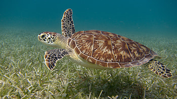 Green sea turtle, Culebra (Puerto Rico) HD wallpaper