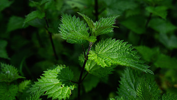 Nettle leaves, Lush greenery, Nature , Holiday vibes HD wallpaper