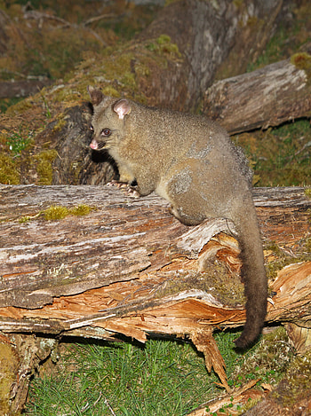 Phalangeroidea, Unique mammal, Media encyclopedia, Conservation efforts HD phone wallpaper