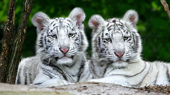 Animals, Tigers, Pair, Couple, To Lie Down, Lie, Striped, Predator, Albino HD wallpaper