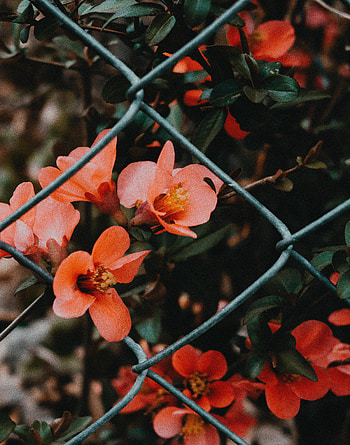 Flowers, Pink, Flower, Grid, Bloom, Flowering, Fence HD phone wallpaper