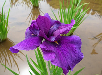 Flowers, Water, Iris, Flower, Bright, Close-Up HD wallpaper