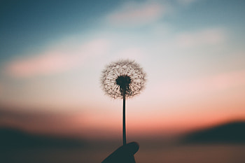 Dark, Hand, Blur, Smooth, Dandelion, Fluff, Fuzz HD wallpaper